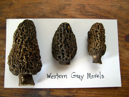 Morchella tomentosa